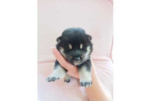 販売中の茨城県の柴犬-388142の4枚目