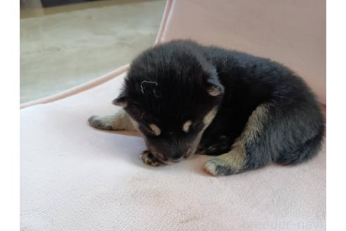 販売中の茨城県の柴犬-388142の2枚目