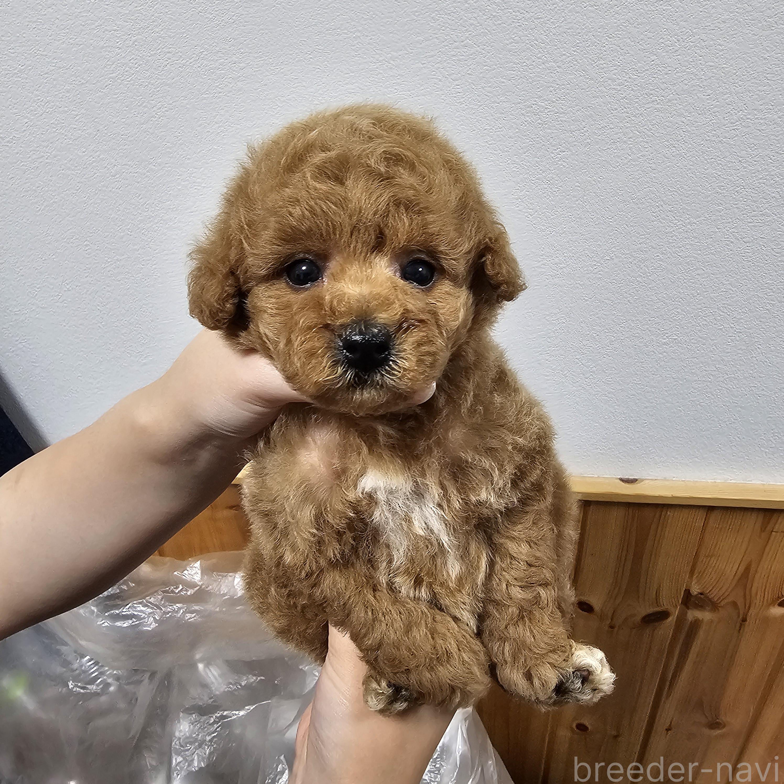 販売中の埼玉県のティーカッププードル-388143の4枚目