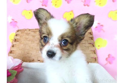 販売中の千葉県のパピヨン-381947の8枚目