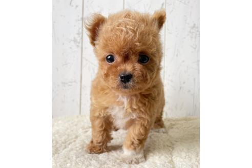 販売中の千葉県のチワプー:チワワ×トイプードル-388152の5枚目