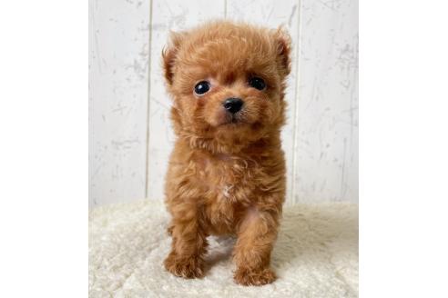 販売中の千葉県のチワプー:チワワ×トイプードル-388153の5枚目