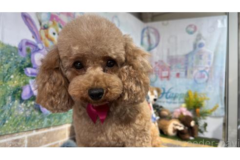 販売中の埼玉県のトイプードル-388171の4枚目
