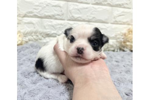 販売中の福岡県のチワマル:チワワ×マルチーズ-386019の27枚目