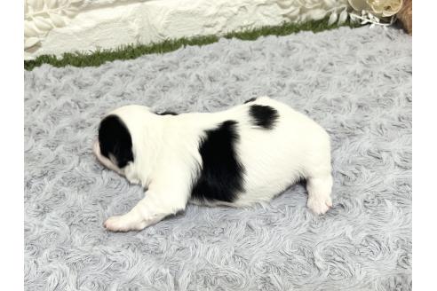 販売中の福岡県のチワマル:チワワ×マルチーズ-386019の23枚目