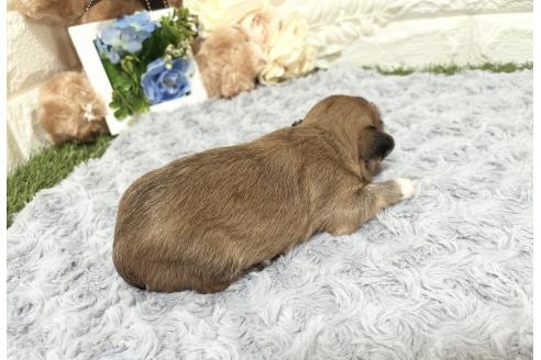 販売中の福岡県のチワマル:チワワ×マルチーズ-386023の35枚目