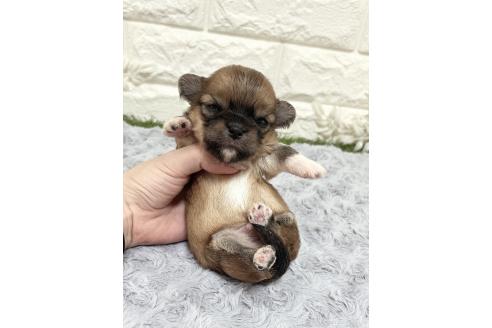 販売中の福岡県のチワマル:チワワ×マルチーズ-386023の29枚目