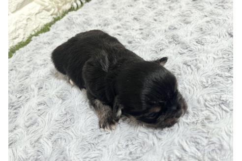 販売中の福岡県のチワマル:チワワ×マルチーズ-386022の49枚目
