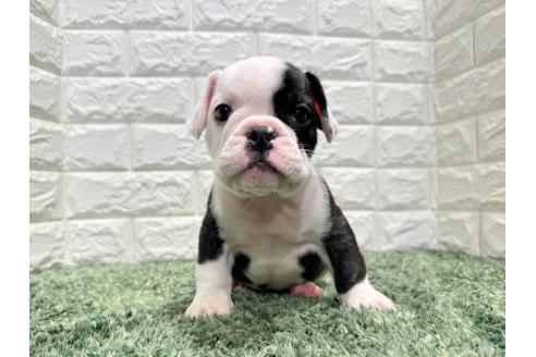 成約済の愛知県のミックス犬-388181の5枚目