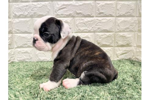 成約済の愛知県のミックス犬-388181の4枚目