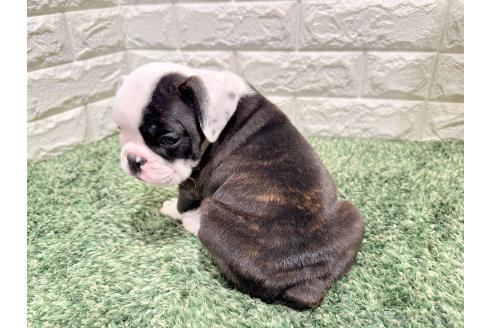 成約済の愛知県のミックス犬-388181の2枚目