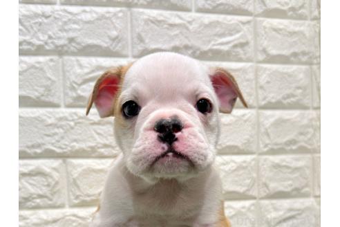 販売中の愛知県のミックス犬-388182の1枚目