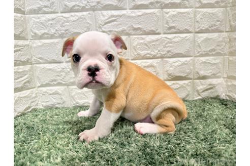販売中の愛知県のミックス犬-388182の5枚目
