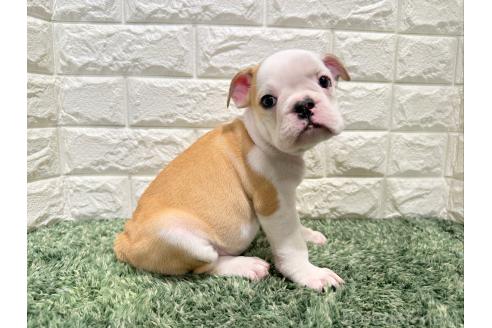 販売中の愛知県のミックス犬-388182の4枚目