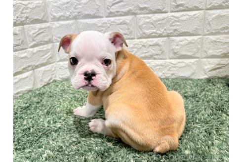 販売中の愛知県のミックス犬-388182の3枚目