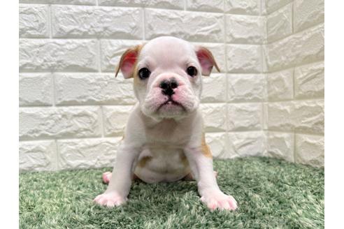 販売中の愛知県のミックス犬-388182の2枚目