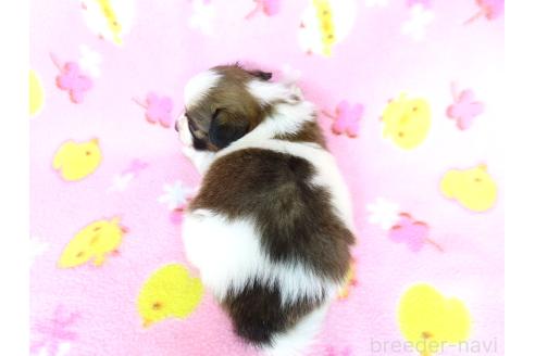 販売中の千葉県のパピヨン-388185の5枚目