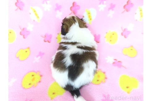 販売中の千葉県のパピヨン-388186の5枚目
