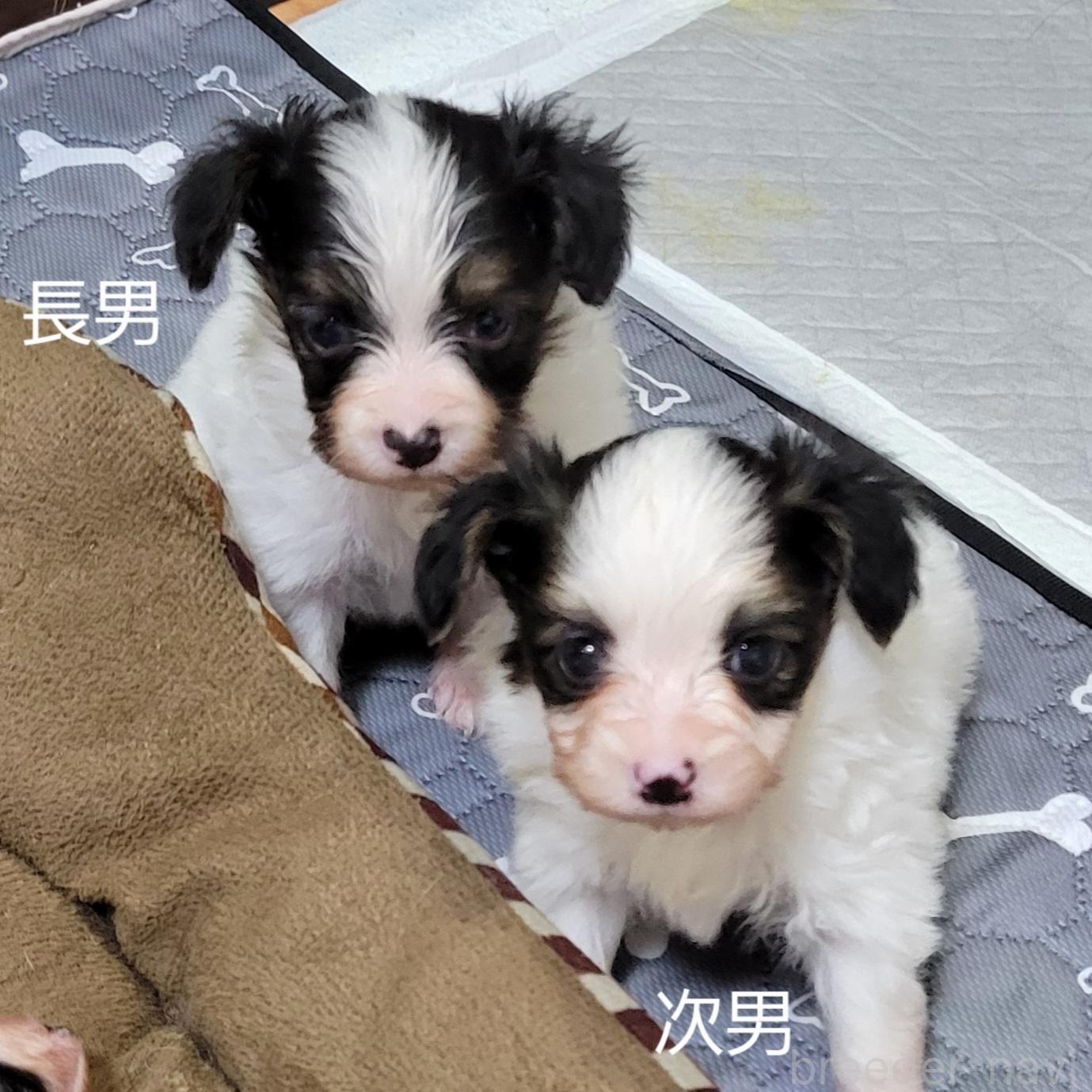販売中の埼玉県のパピヨン-388074の2枚目