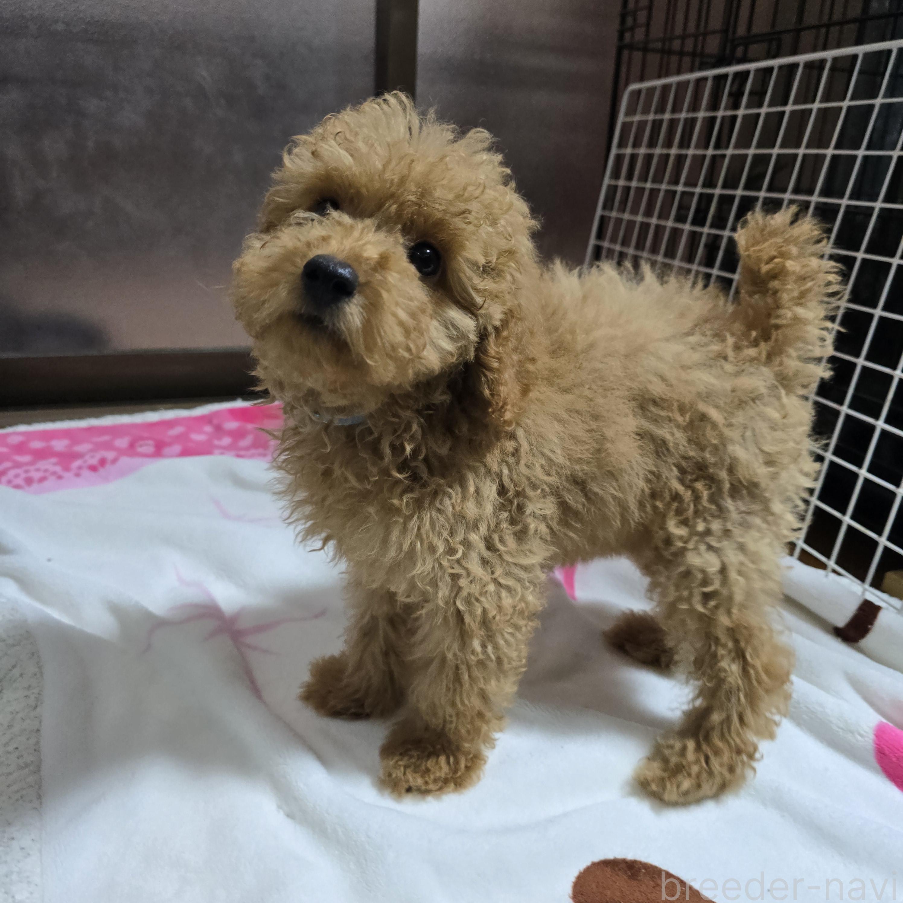 成約済の岡山県のトイプードル-374260の3枚目