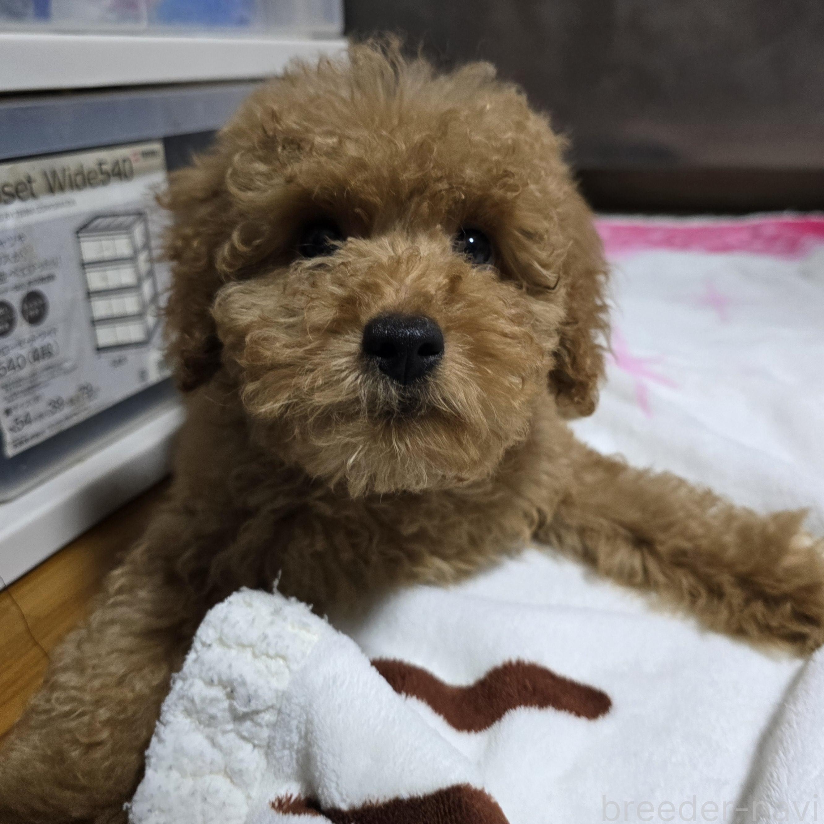 成約済の岡山県のトイプードル-374260の2枚目