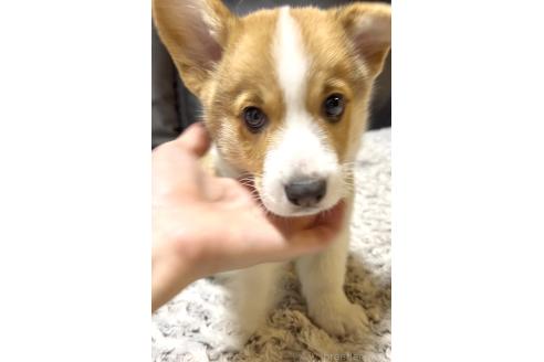 販売中の奈良県のウェルシュコーギーペンブローク-385880