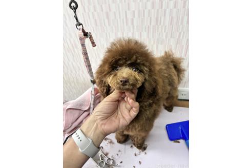 成約済の千葉県のタイニープードル-385476の3枚目