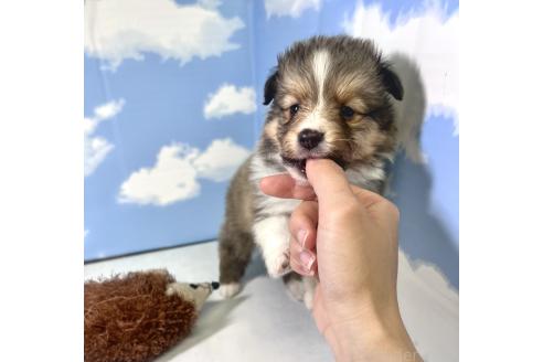 販売中の香川県のシェットランドシープドッグ(シェルティ)-388209の4枚目