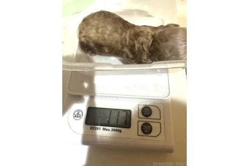 販売中の埼玉県のトイプードル-388210の2枚目