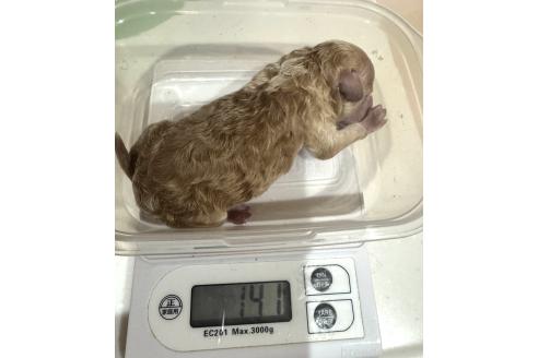 販売中の埼玉県のトイプードル-388211の2枚目