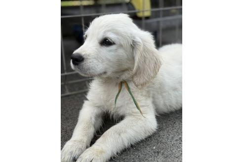 販売中の和歌山県のゴールデンレトリーバー-388088の4枚目