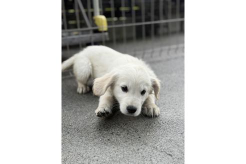 販売中の和歌山県のゴールデンレトリーバー-388088の3枚目