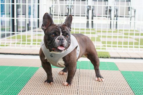 成約済の京都府のフレンチブルドッグ-388089の6枚目