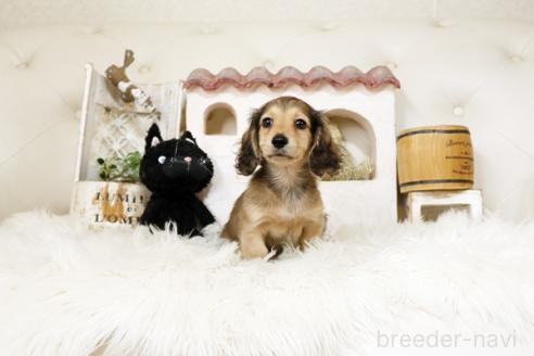 成約済の佐賀県のミニチュアダックスフンド(ロングヘアード)-386785の5枚目