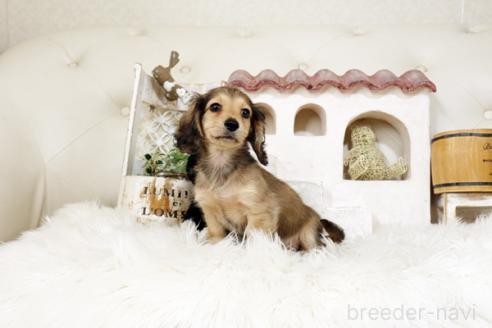 成約済の佐賀県のミニチュアダックスフンド(ロングヘアード)-386785の4枚目