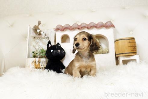 成約済の佐賀県のミニチュアダックスフンド(ロングヘアード)-386785の3枚目