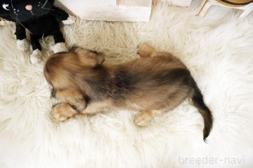 成約済の佐賀県のミニチュアダックスフンド(ロングヘアード)-386785の2枚目