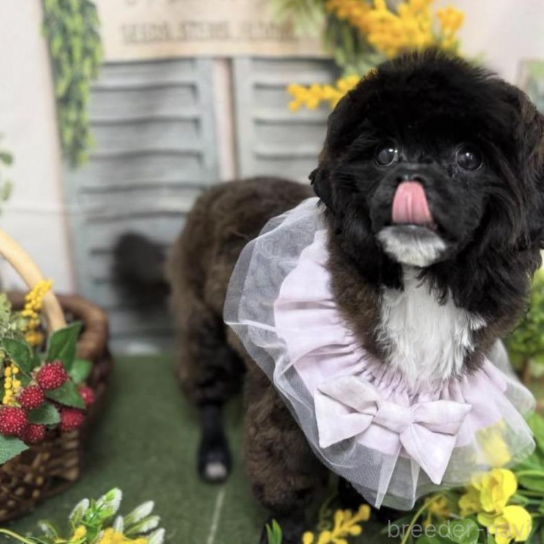 販売中の神奈川県のミックス犬-388231の1枚目
