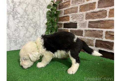 販売中の愛知県のオールドイングリッシュシープドッグ-388230の4枚目