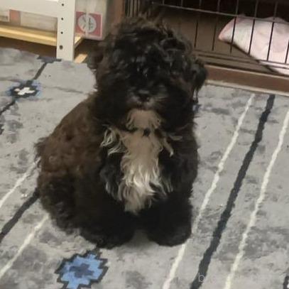 販売中の神奈川県のミックス犬-388231の3枚目