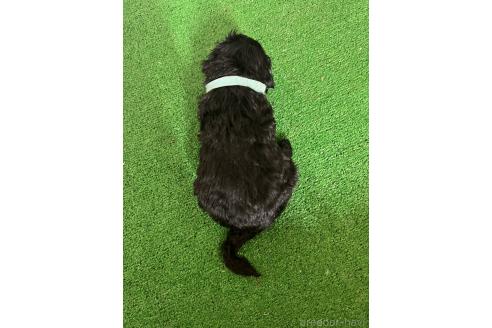 販売中の愛知県のミックス犬-388232の7枚目