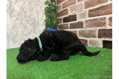 販売中の愛知県のミックス犬-388232の6枚目