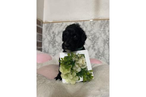 販売中の愛知県のミックス犬-388232の5枚目
