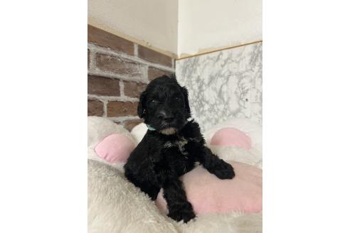 販売中の愛知県のミックス犬-388232の4枚目