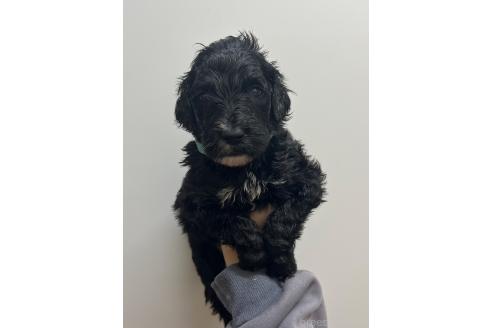販売中の愛知県のミックス犬-388232の2枚目