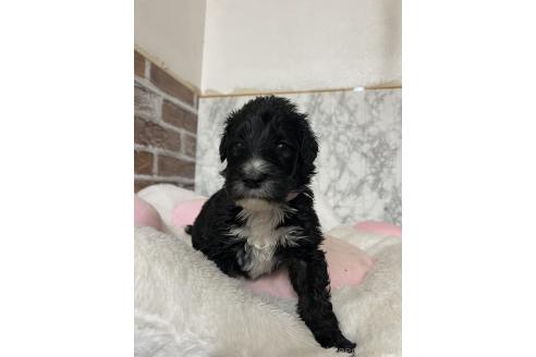 販売中の愛知県のミックス犬-388233の6枚目