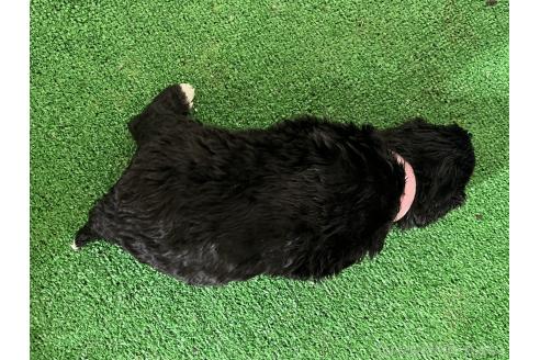 販売中の愛知県のミックス犬-388233の5枚目