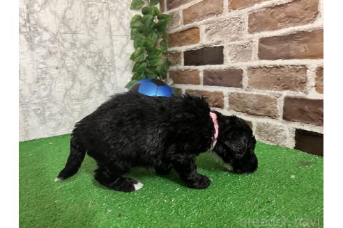 販売中の愛知県のミックス犬-388233の4枚目