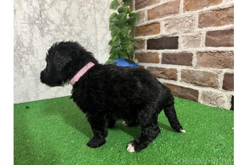 販売中の愛知県のミックス犬-388233の3枚目