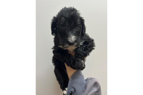販売中の愛知県のミックス犬-388233の2枚目